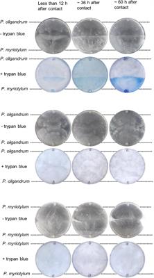 Dual-Transcriptomic, Microscopic, and Biocontrol Analyses of the Interaction Between the Bioeffector Pythium oligandrum and the Pythium Soft-Rot of Ginger Pathogen Pythium myriotylum